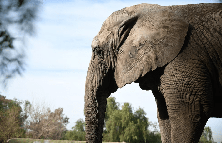Falleció Kenya, la última elefanta de Argentina trasladada a&nbsp;Brasil