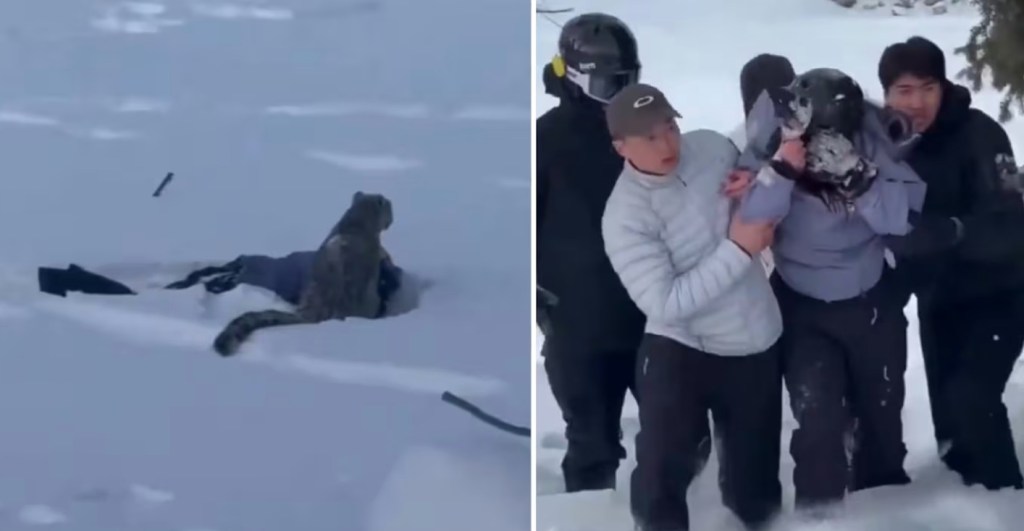 Un inusual encuentro entre una esquiadora y un felino salvaje quedó registrado en&nbsp;video