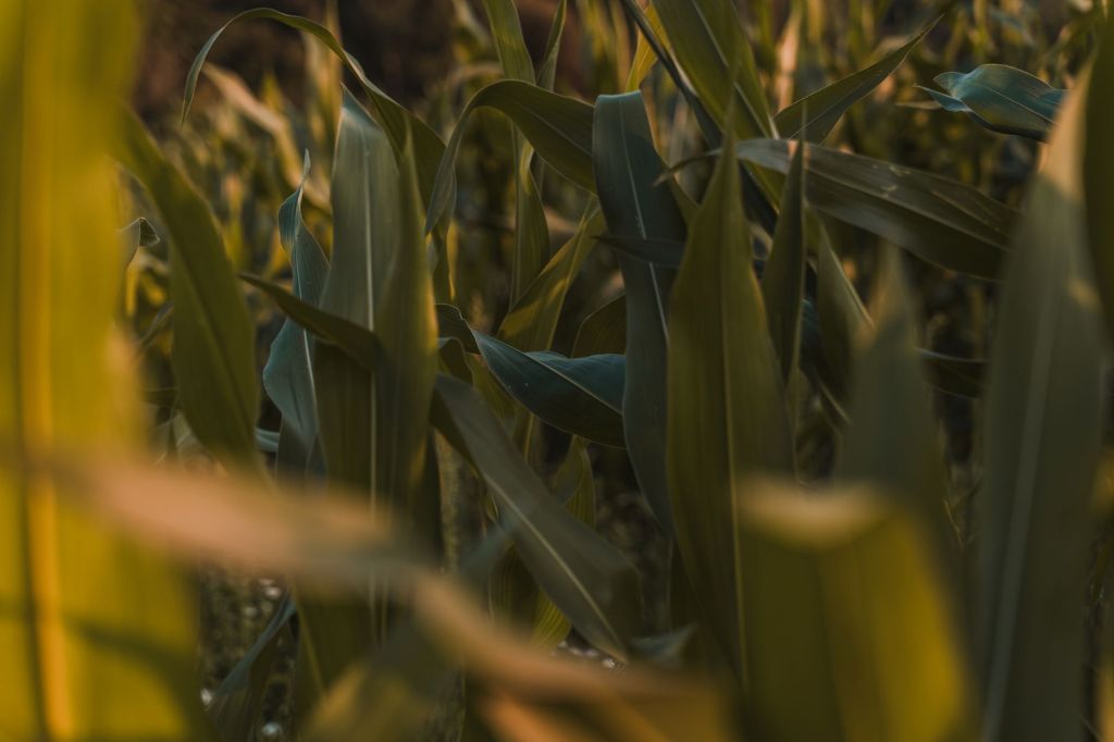 Productores evaluan replanificar trigo y maiz por caida de&nbsp;urea