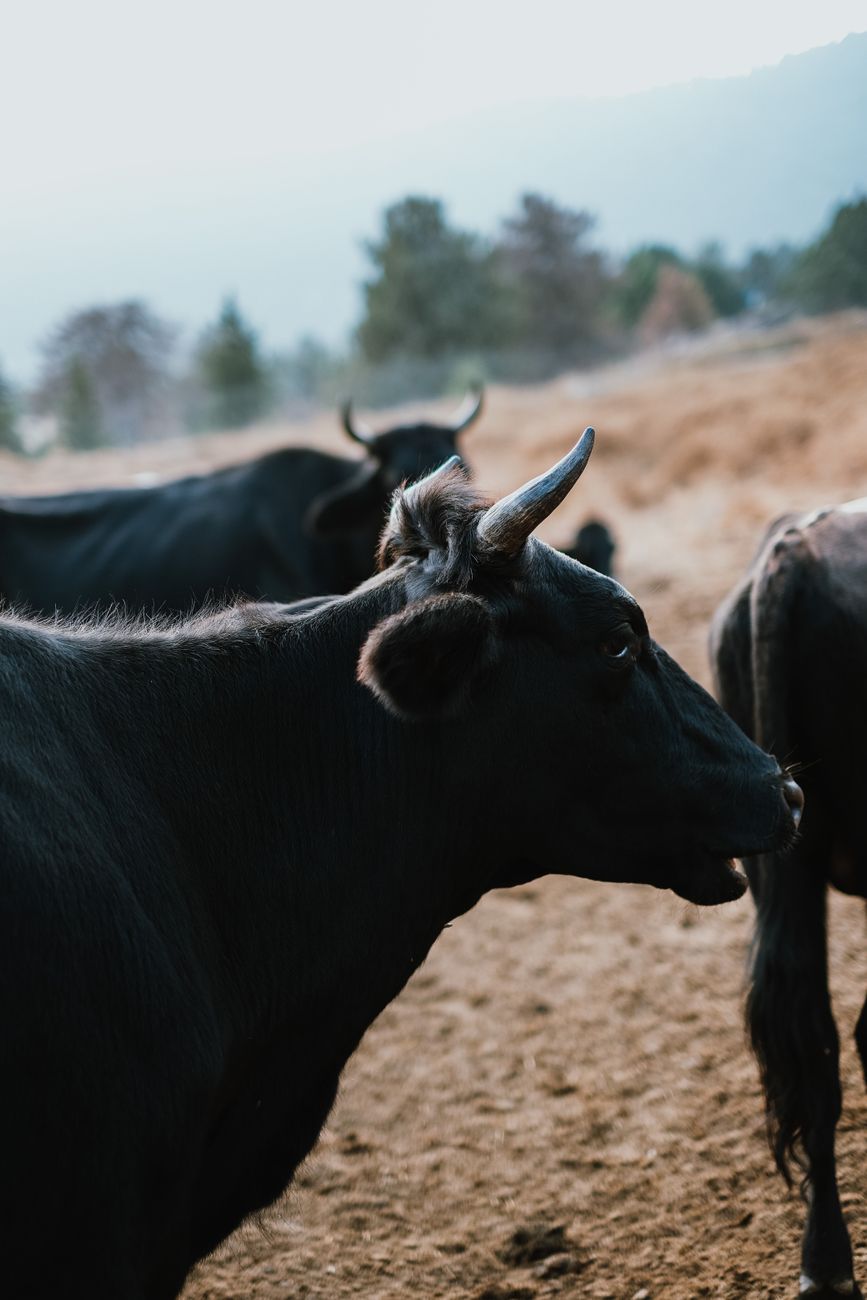 Récord de calidad en Braford: triunfo de cabañas cordobesas en Expo&nbsp;Rural