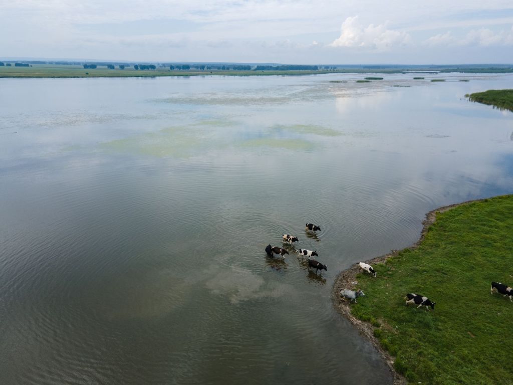 Santa Fe se prepara para la crecida del Paraná trasladando miles de&nbsp;animales